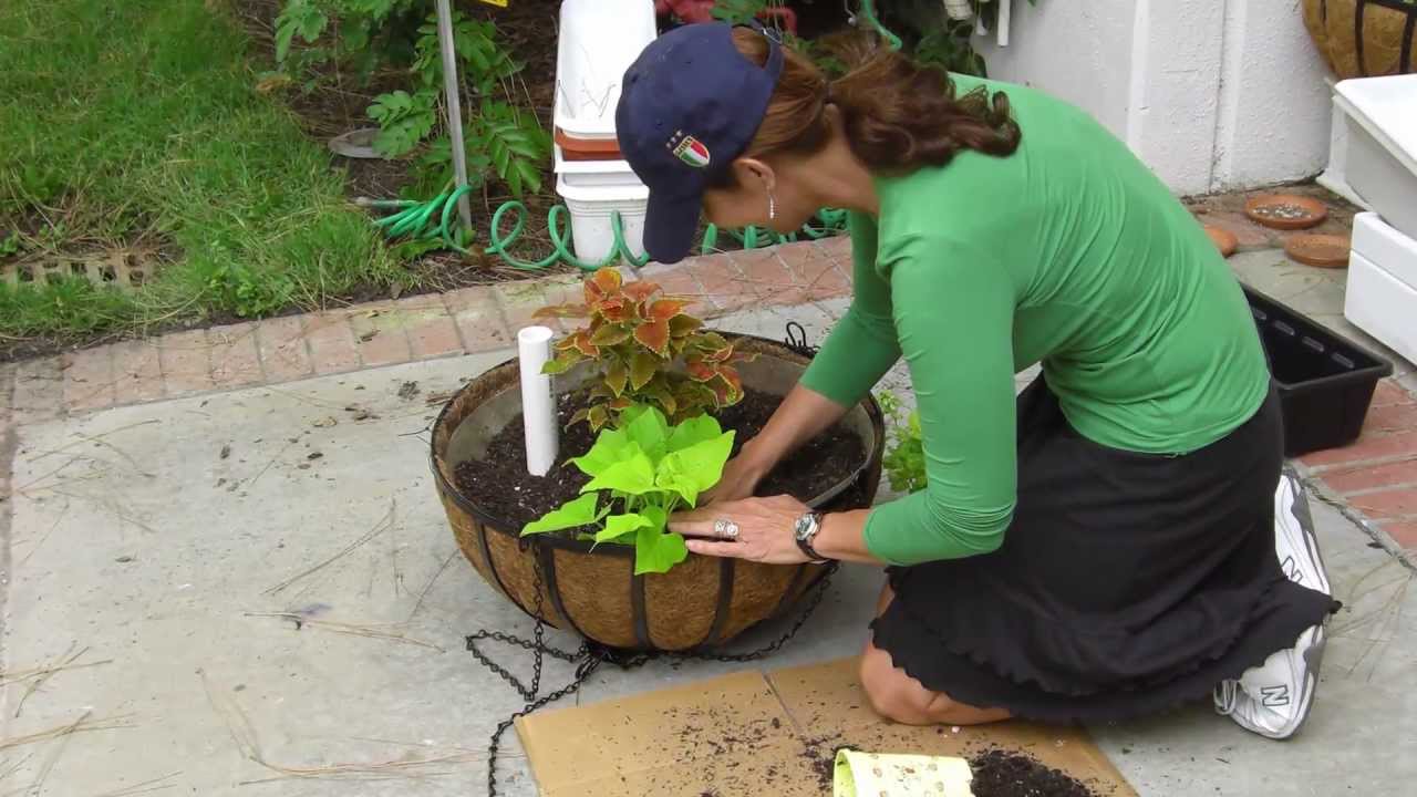 How to make a hanging basket self-watering