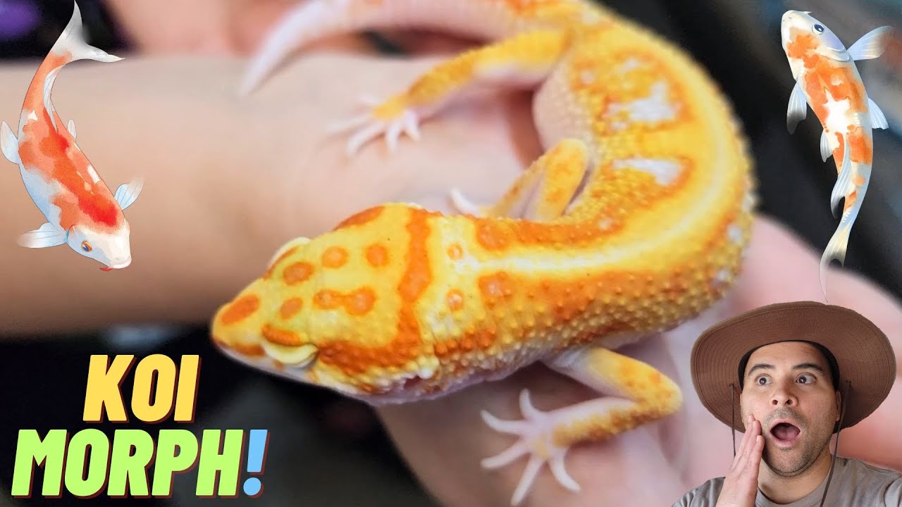 ANNOUNCING the new KOI leopard gecko MORPH!