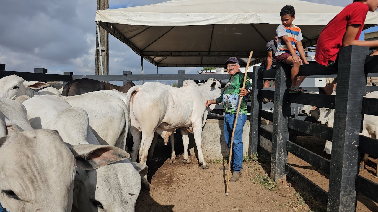 Feira do gado em Arapiraca Al, dia 26/01/2026.