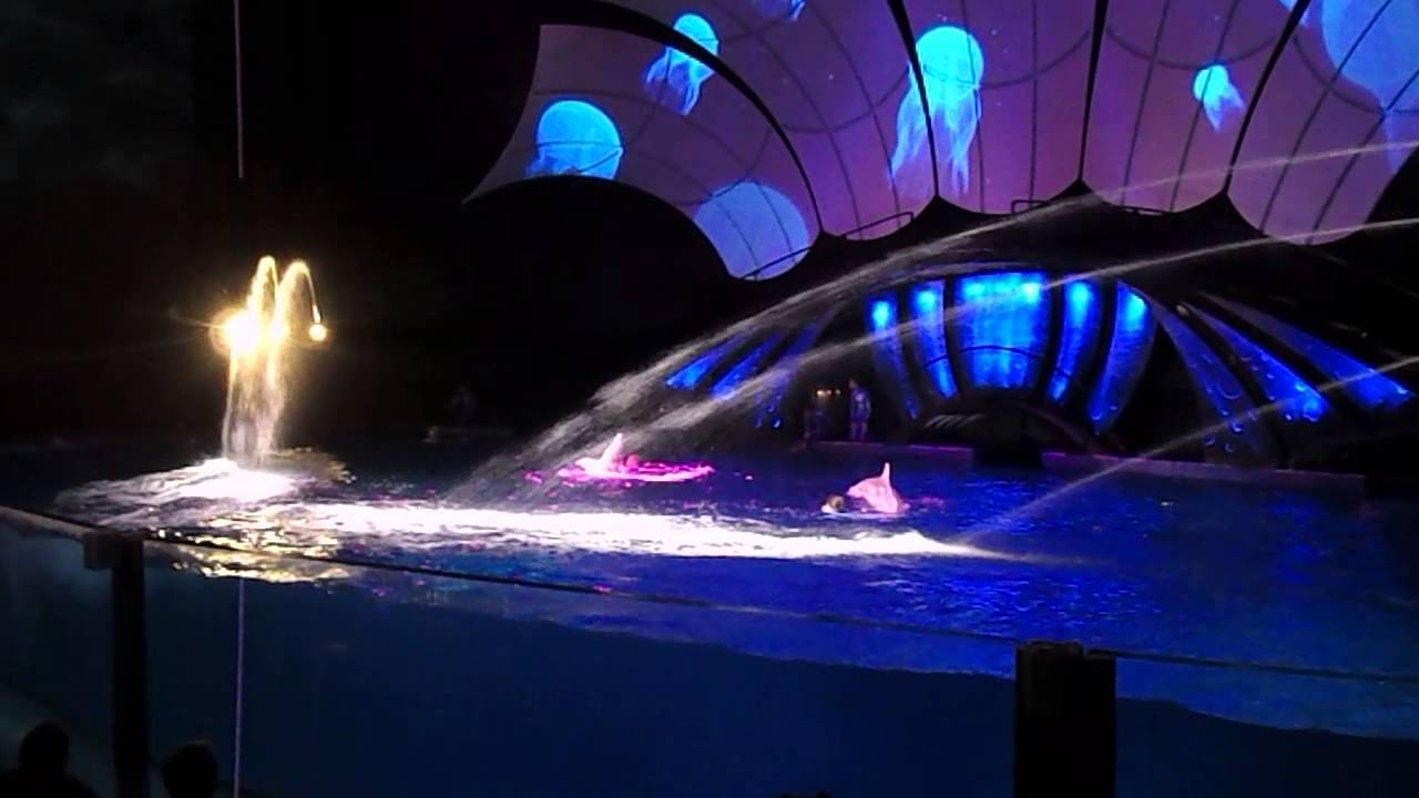 Georgia Aquarium Dolphin tales