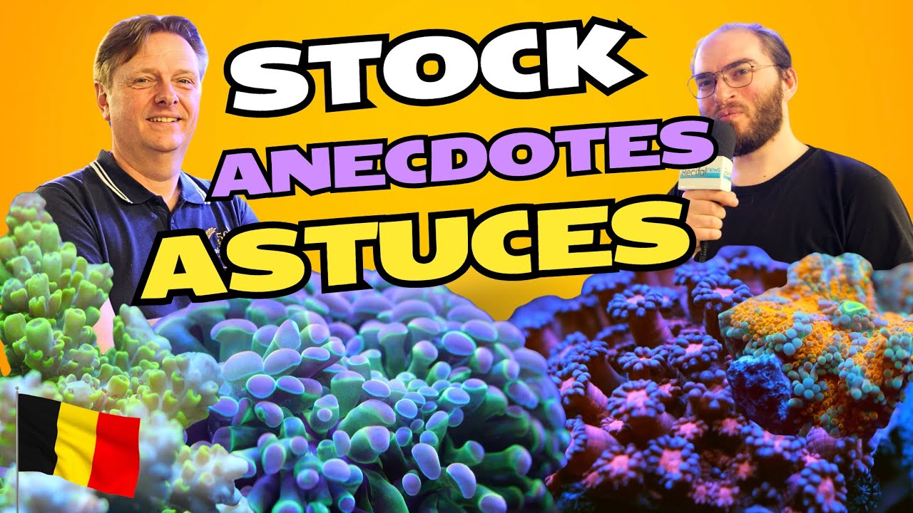 Poisson d'Or : Euphyllia, Goniopora, Acropora, coraux mous - Stock et astuces !