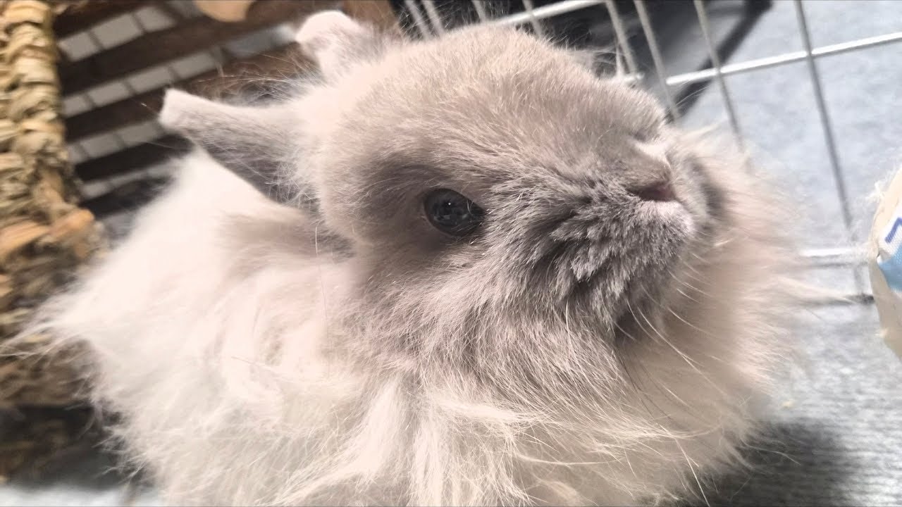 もこちゃんの日常