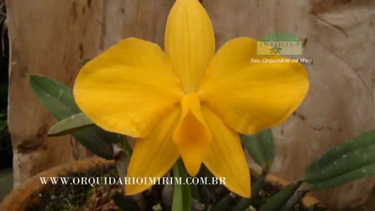 Sophronitis coccinea var  lobbii 