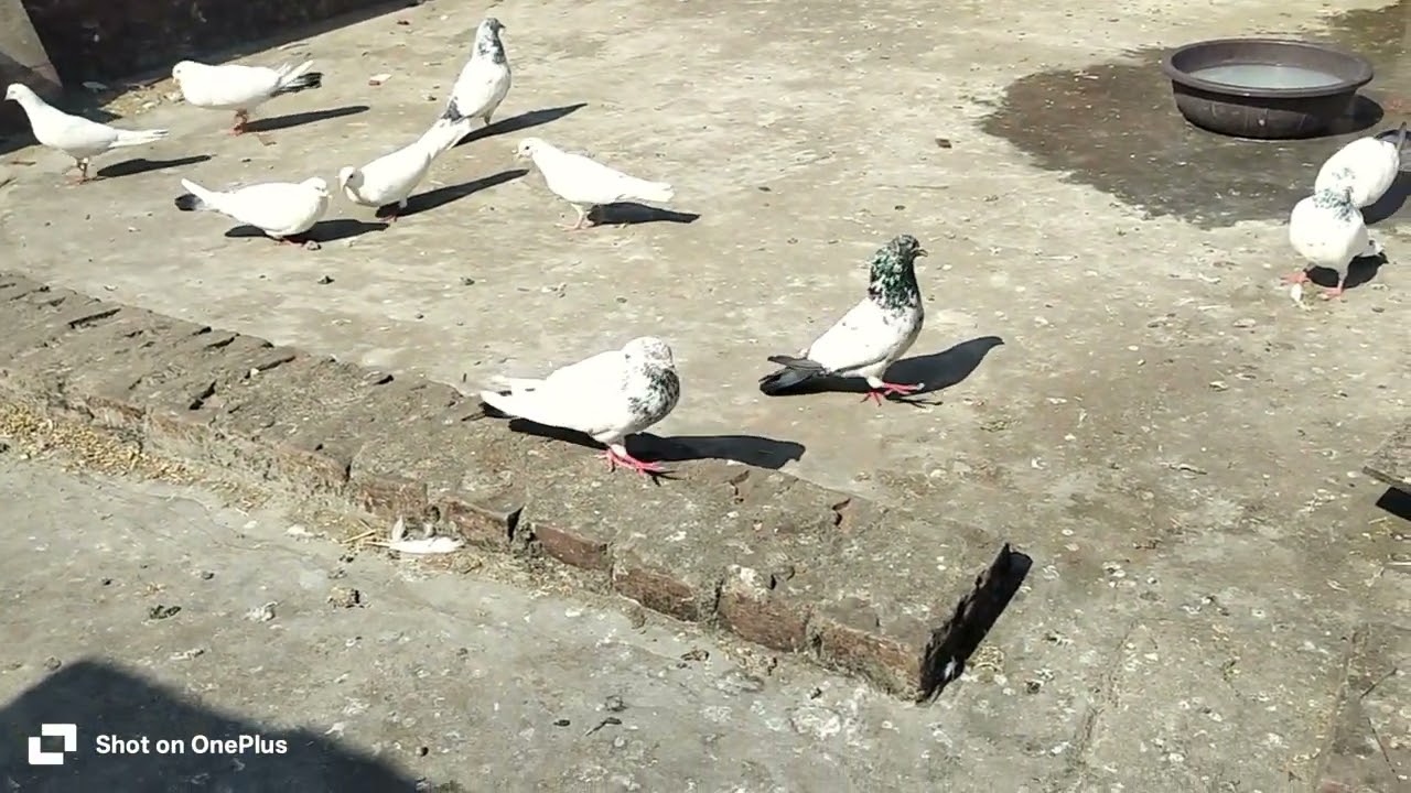 Welcome back 🤗 to a brand new vlog ❤️🕊️🌎  kabootaro ka par ukhaad diye aaj😊♥️