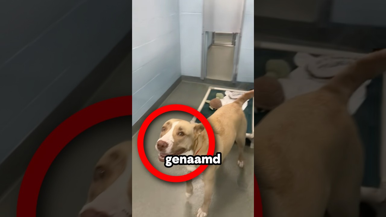 Eindelijk Werd Ze Geadopteerd!🥹🐶 (@humanebroward/TT)