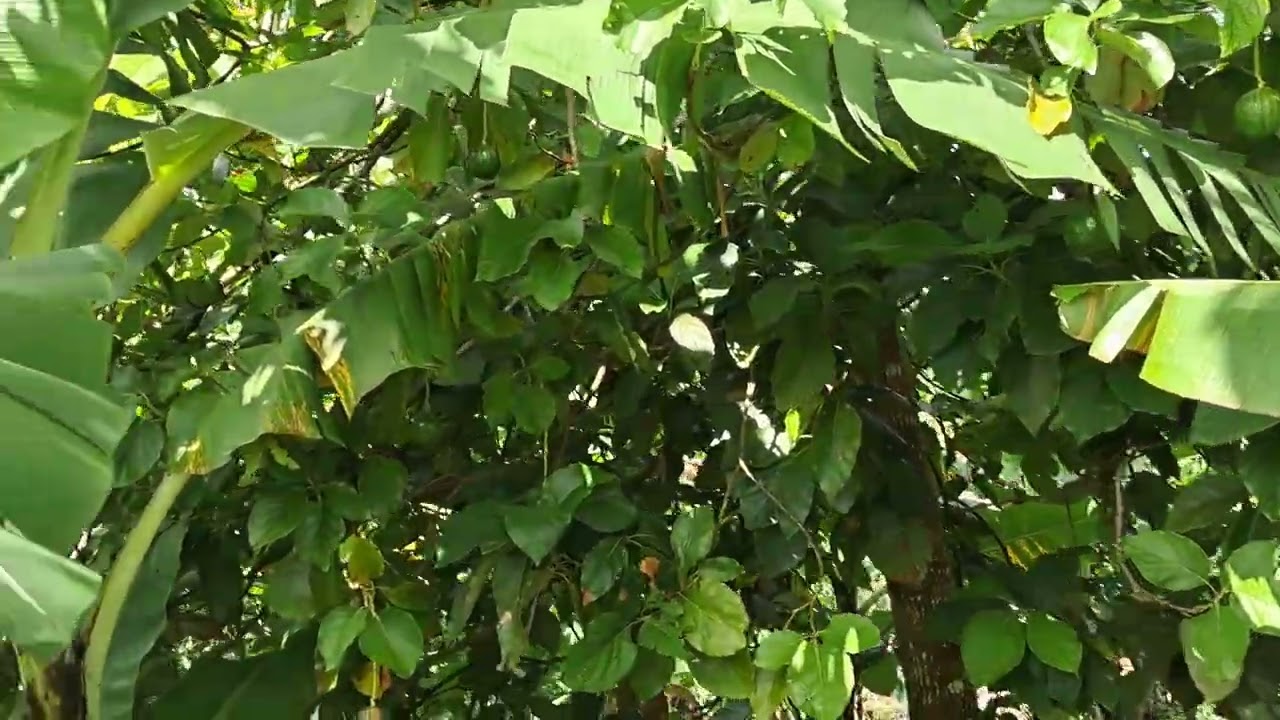 A stroll through the farm.  different fruits in season. And a look at the new section of the farm!!!