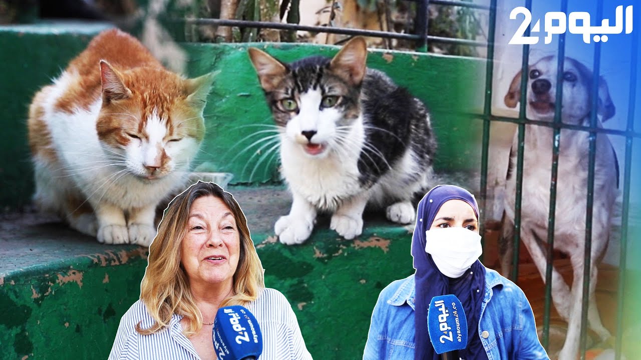جمعية اصدقاء الحيوانات بطنجة  تستقبل 5000 حيوان كل سنة.. ورئيستها: كورونا قللت من نسب الدعم