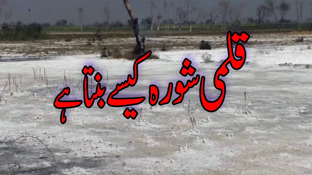 Kalmi Shora (Potassium Nitrate) Preparation and Uses - Complete Method | Abdul Majeed Batti