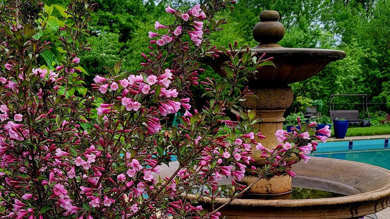 Weekly Garden Tour End of May 🌸⛲️🪴 Alliums, Clematis, Weigela Blooming // Suburban Oasis