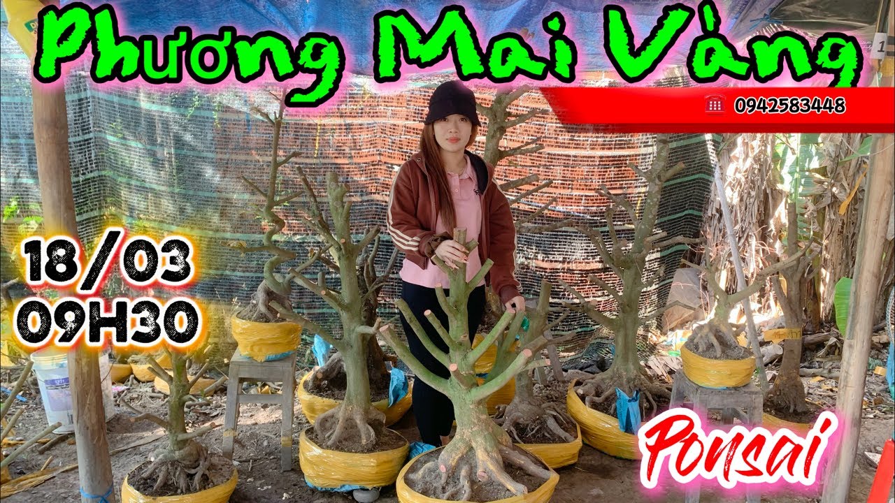 Phuong mai vang 0942583448 đang phát trực tiếp mai vườn gia rẻ mọi người oi !
