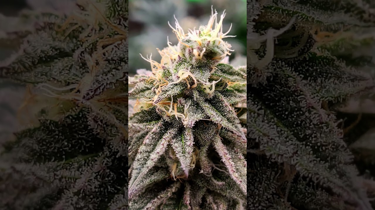 Girls grow 2 e #420 #blueberrycupcakes #love # stinky
