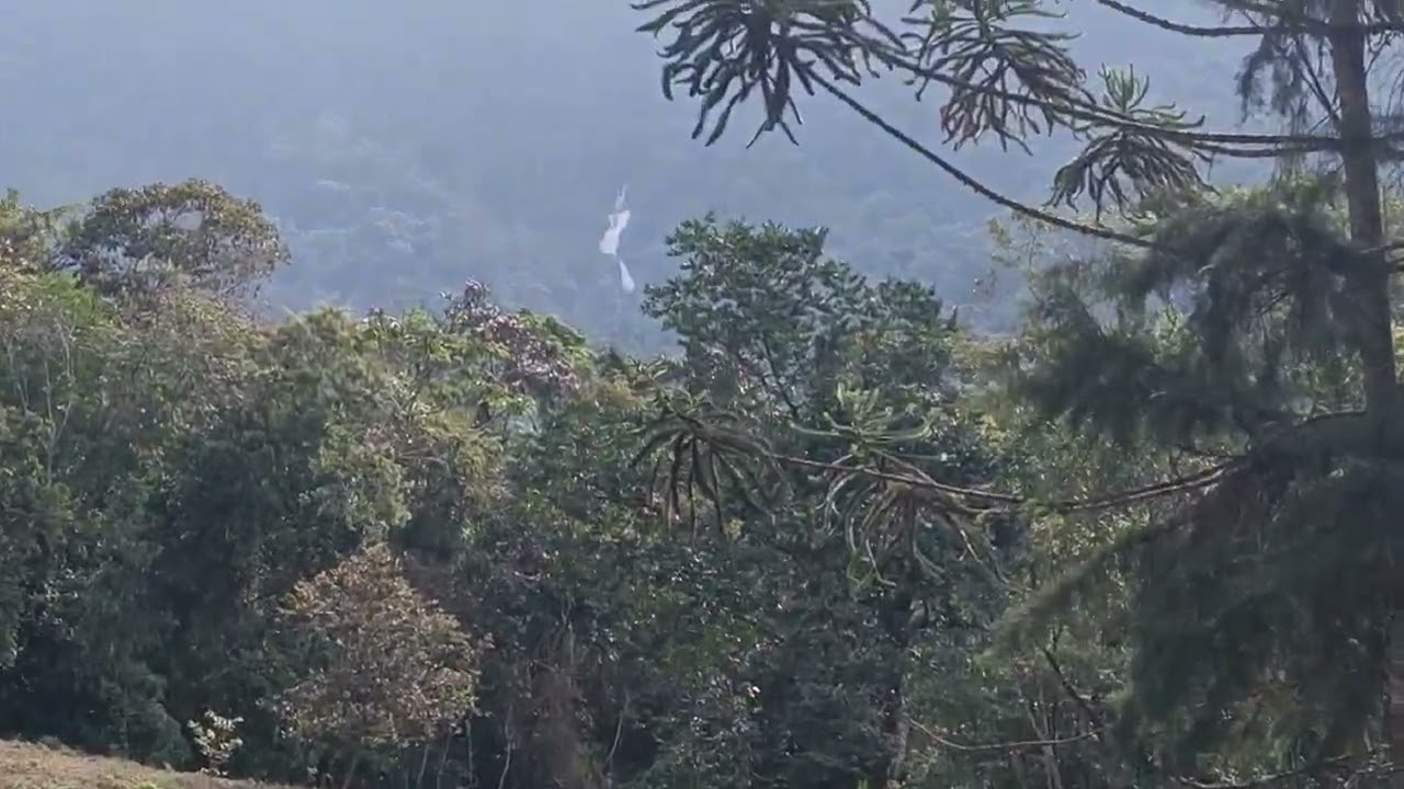 sítio no coração da floresta 