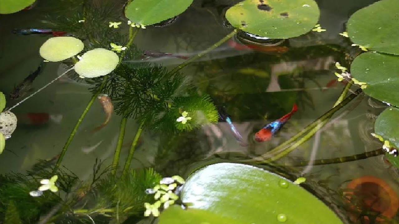 Música para Relaxar - Peixe Guppy - Guppy Fish