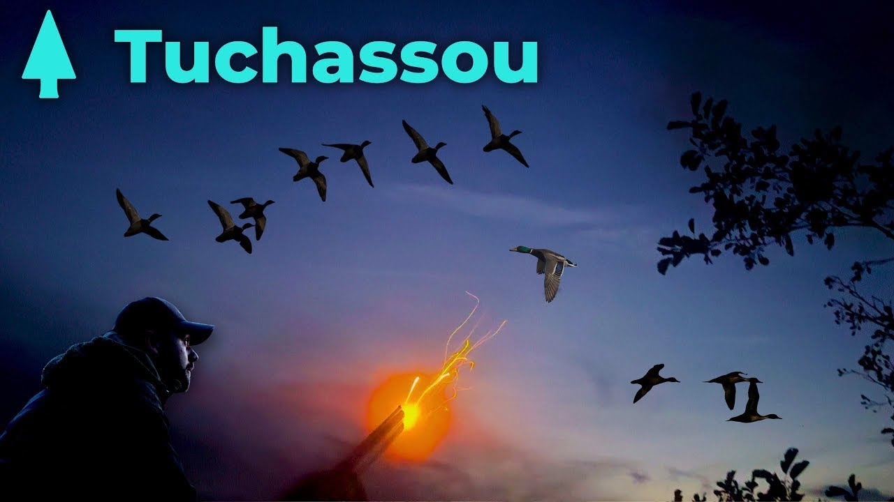 Chasse aux canards en Sologne - Tuchassou