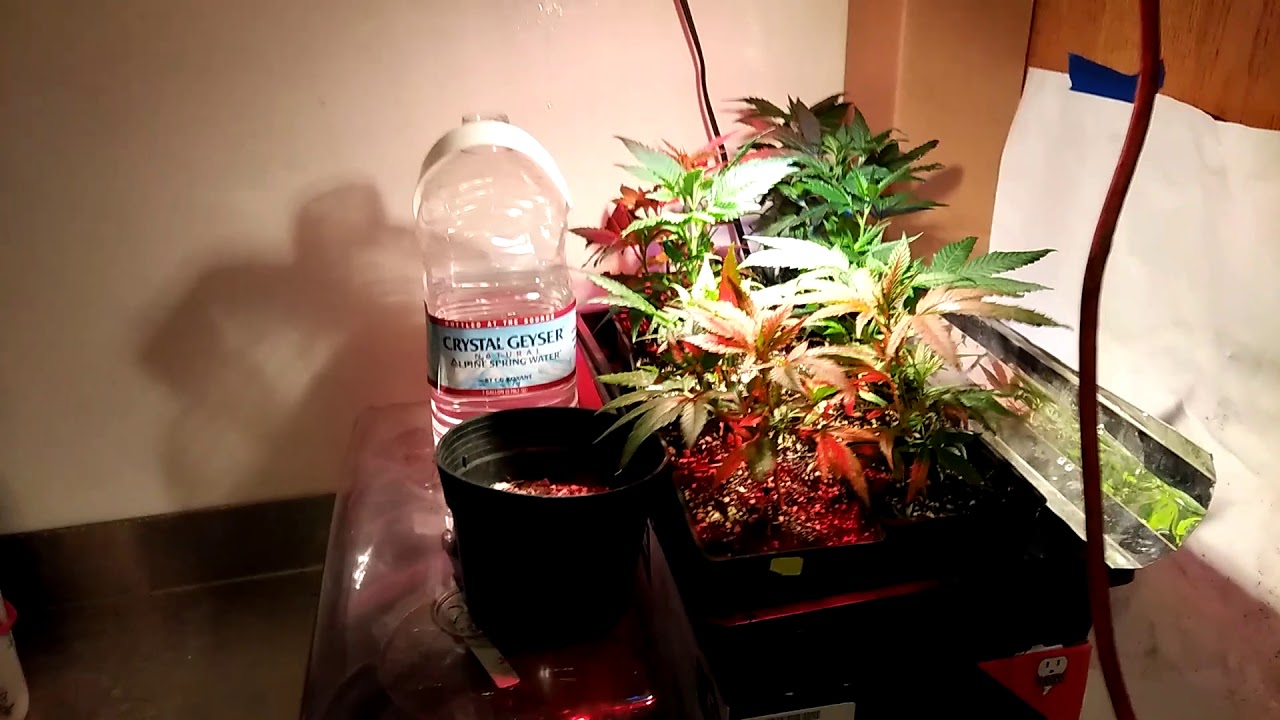 Orange velvet clones healthy starting their roots 4 next year's trees