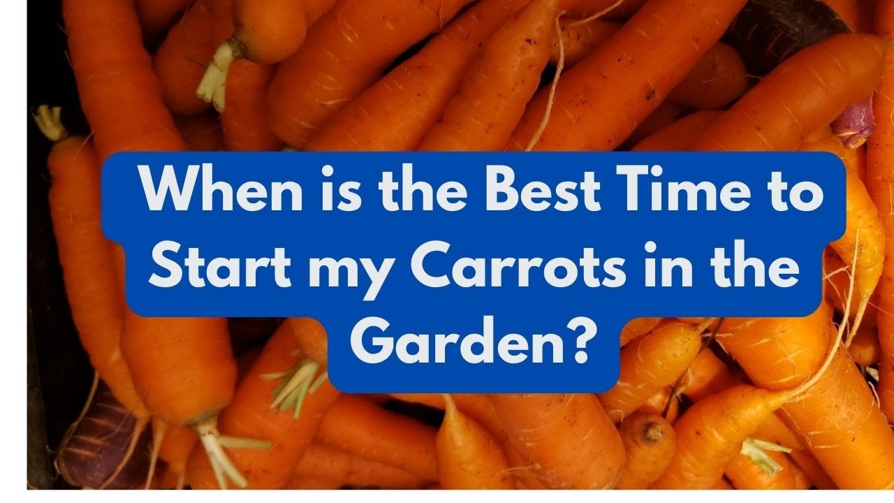 When is the Best Time to Start my Carrots in the Garden?