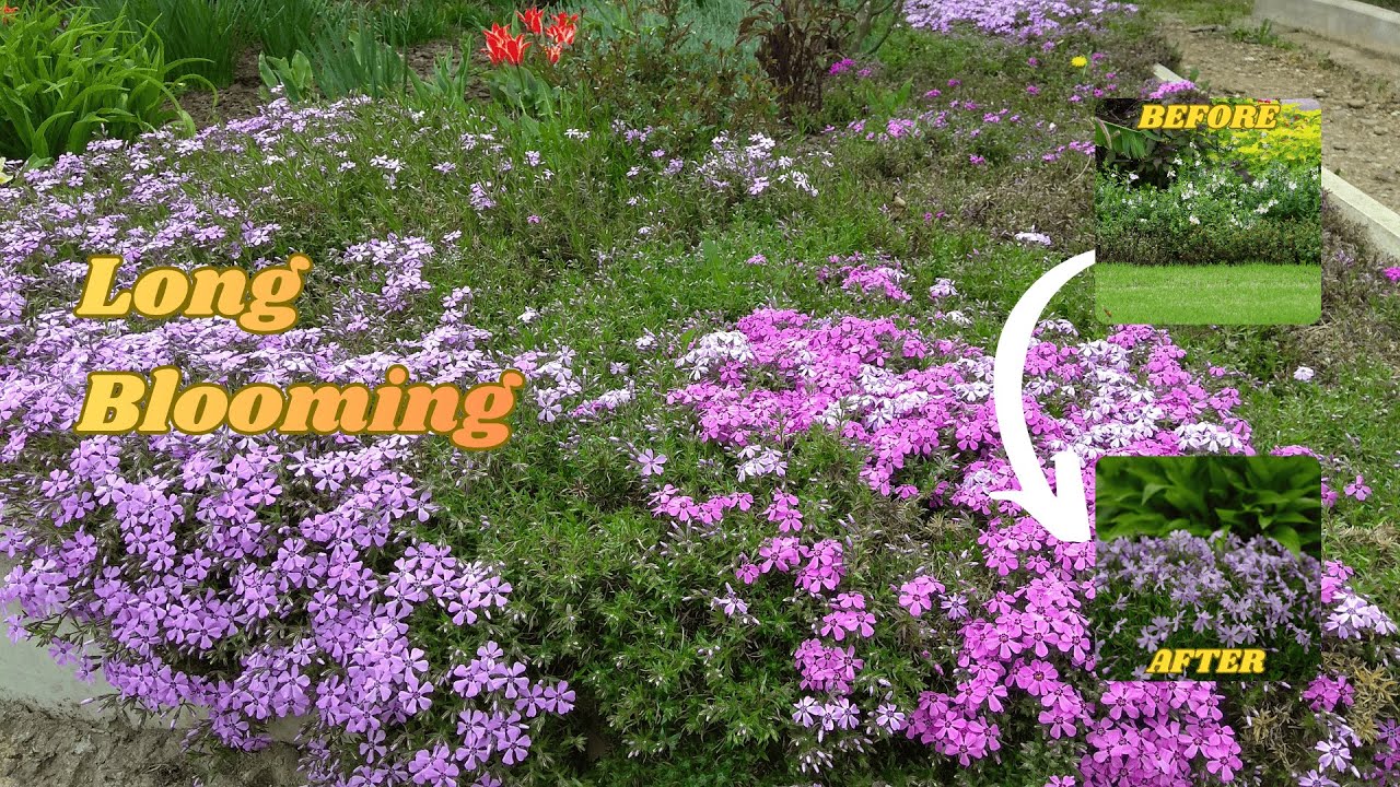 Long-Blooming Flowers! 5 Long-Lasting Low-Maintenance Plants 🌸
