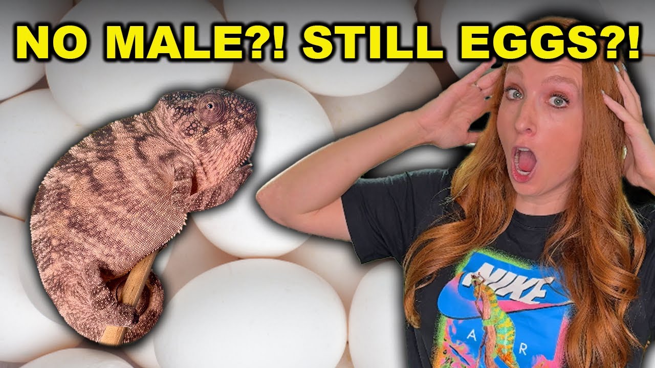 Female Chameleons Lay Eggs Without a Male?! Prevent Egg Binding With This Setup