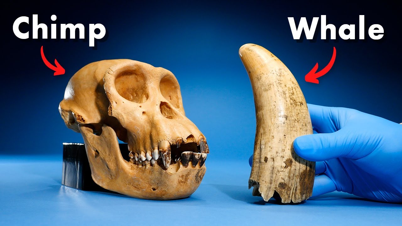 9 Whale Facts You've Never Heard Before