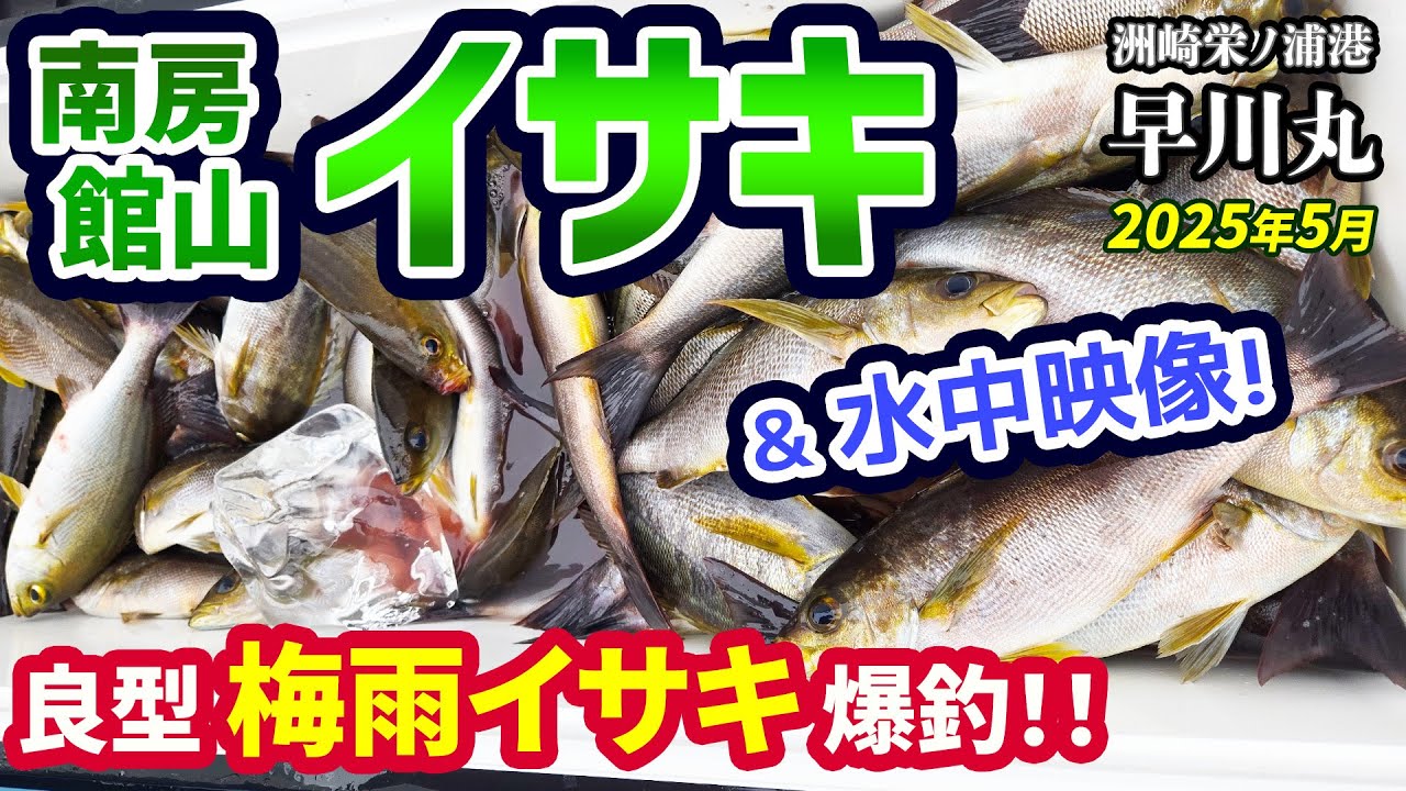 【イサキ】館山沖・良型梅雨イサキ絶好調！入れ食い爆釣！水中カメラ映像あり【洲崎栄ノ浦港 早川丸】《4K動画》2025.5.17
