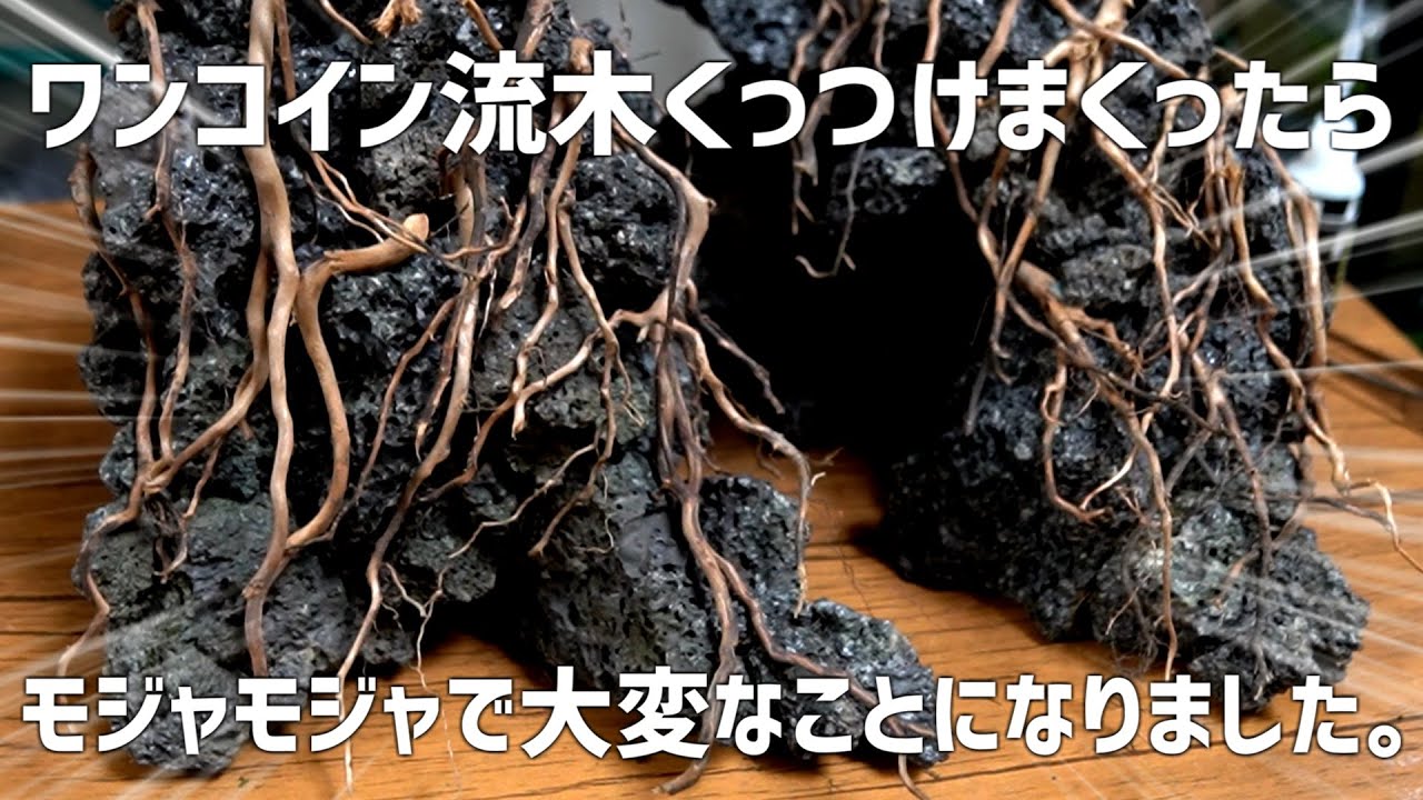 初の試み。ワンコイン流木を使った斬新なリメイクレイアウト水槽立ち上げ！#740【アクアリウム】