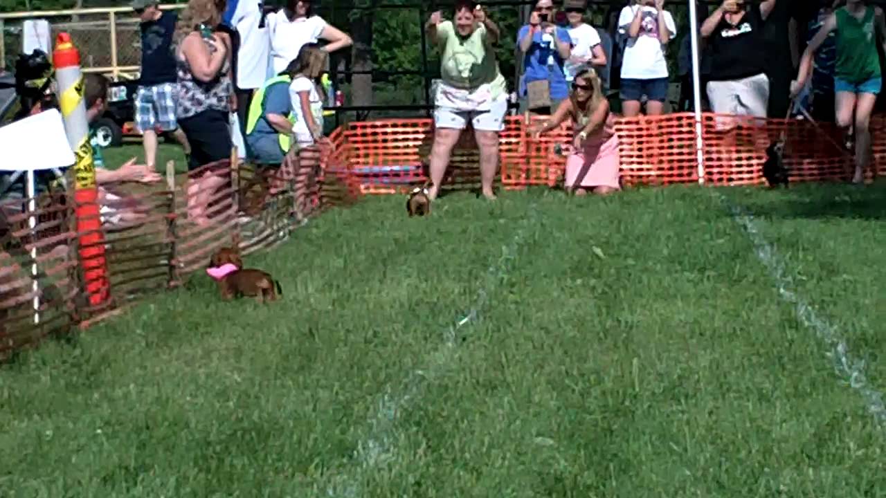 Wrigley Wins her First Wiener Race Ever!