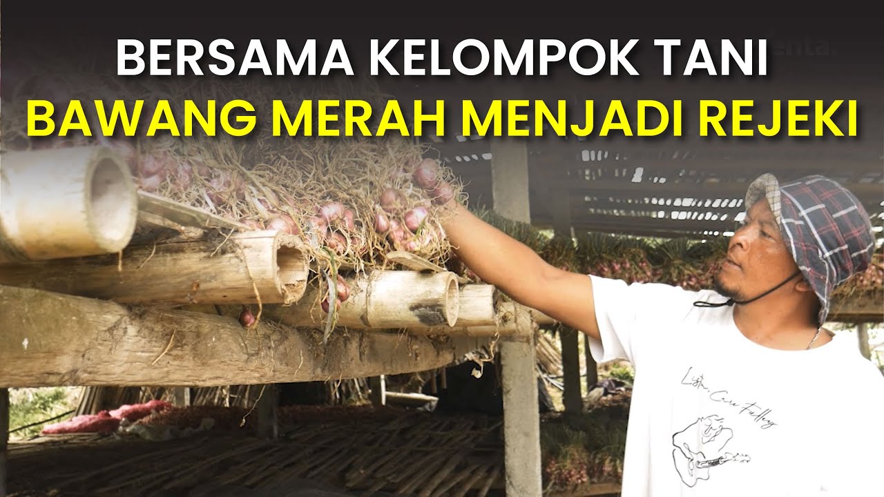 Bawang Merah Sehat Solusi Panen Meningkat - Syngenta - Miravis Duo