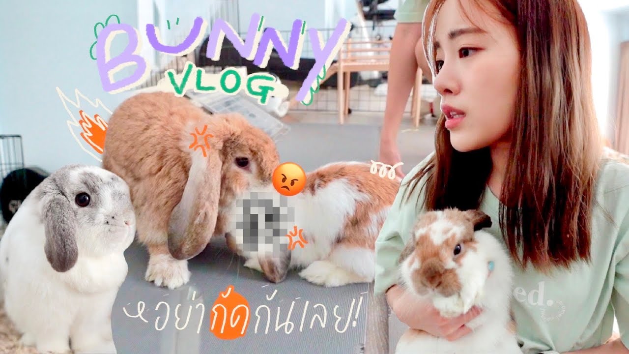 English Vlog กับกระต่าย🐰 เจ็บปวดมากเวลาเด็กๆกัดกัน😭😭 | mintchyy