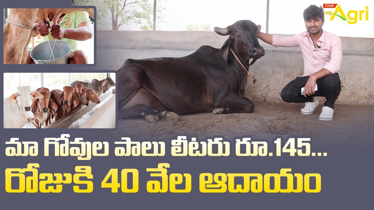 మా గోవుల పాలు లీటరు రూ. 145 రోజుకి 40వేల ఆదాయం..!!  Desi Cow Milk | Tone Agri