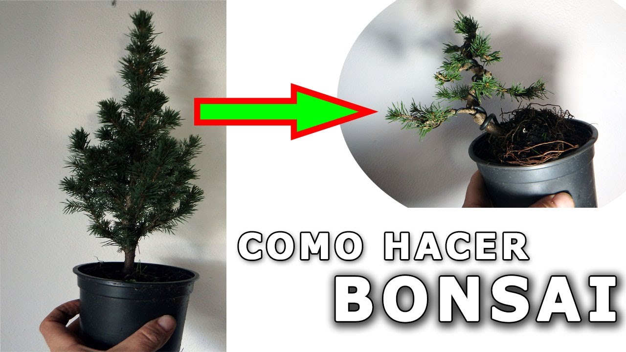 TIPS para HACER UN BONSAI de picea conica glauca DE VIVERO