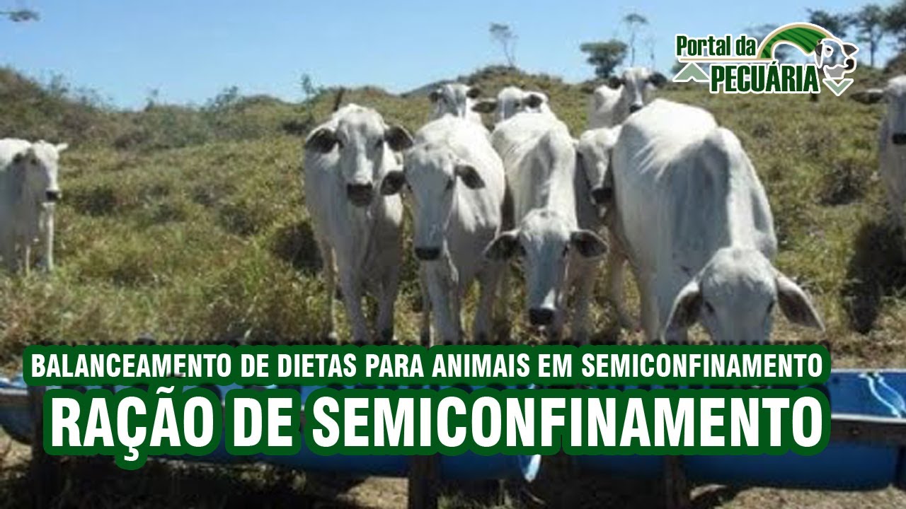 Balanceamento de dietas para animais em semiconfinamento - ração de semiconfinamento