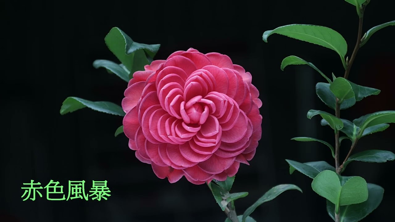 2023 4 2東園茶花培育茶花新品種