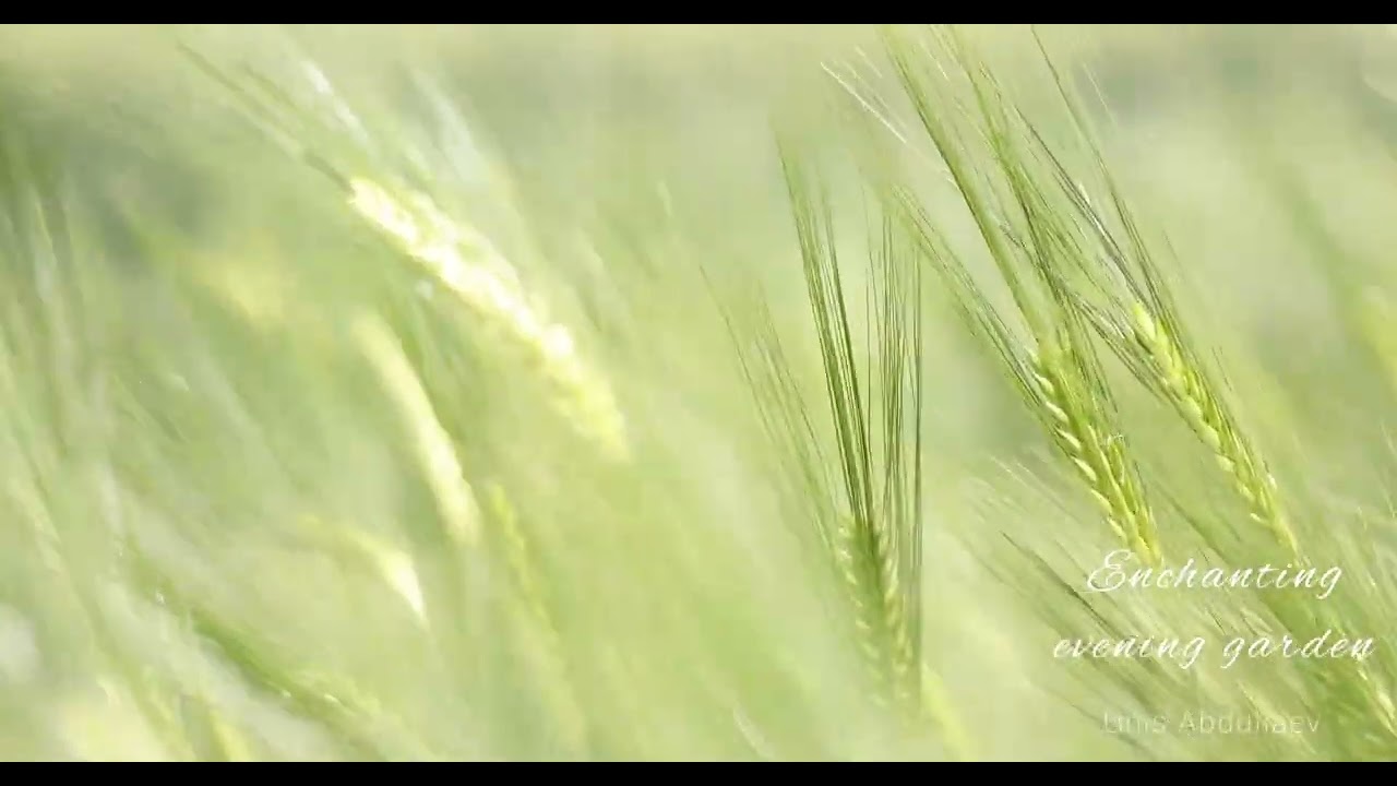 Unis Abdullaev - Enchanting Evening Garden (instrumental music, sleep music, Guitar)