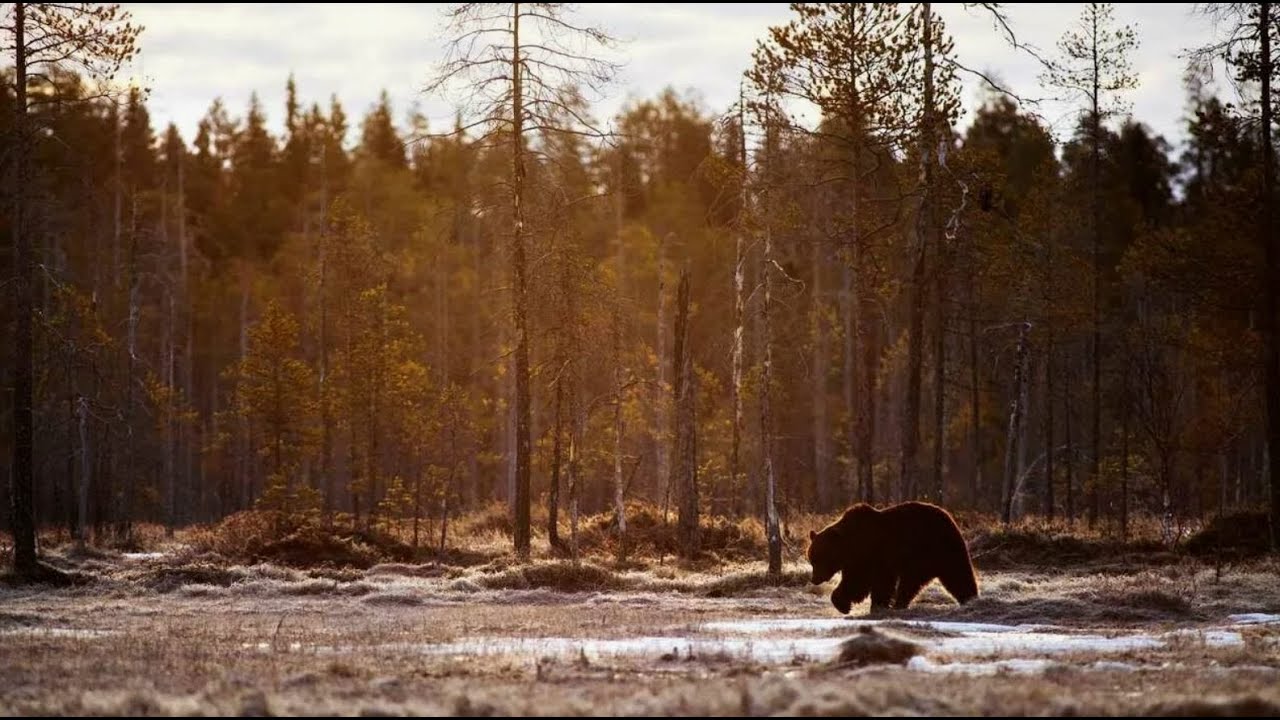 Удивительная таежная быль