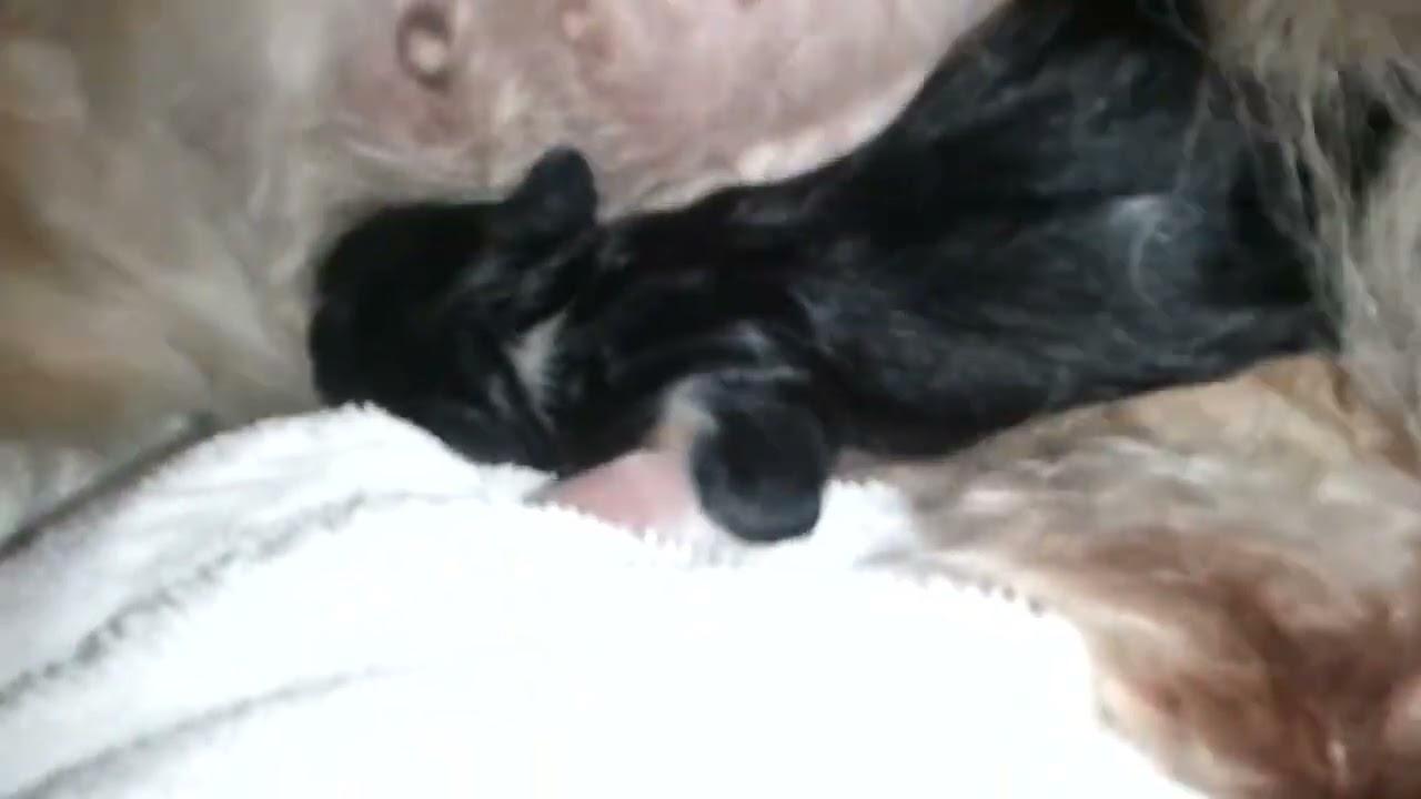 May 14, 2011 10 am - Cheyenne Birth