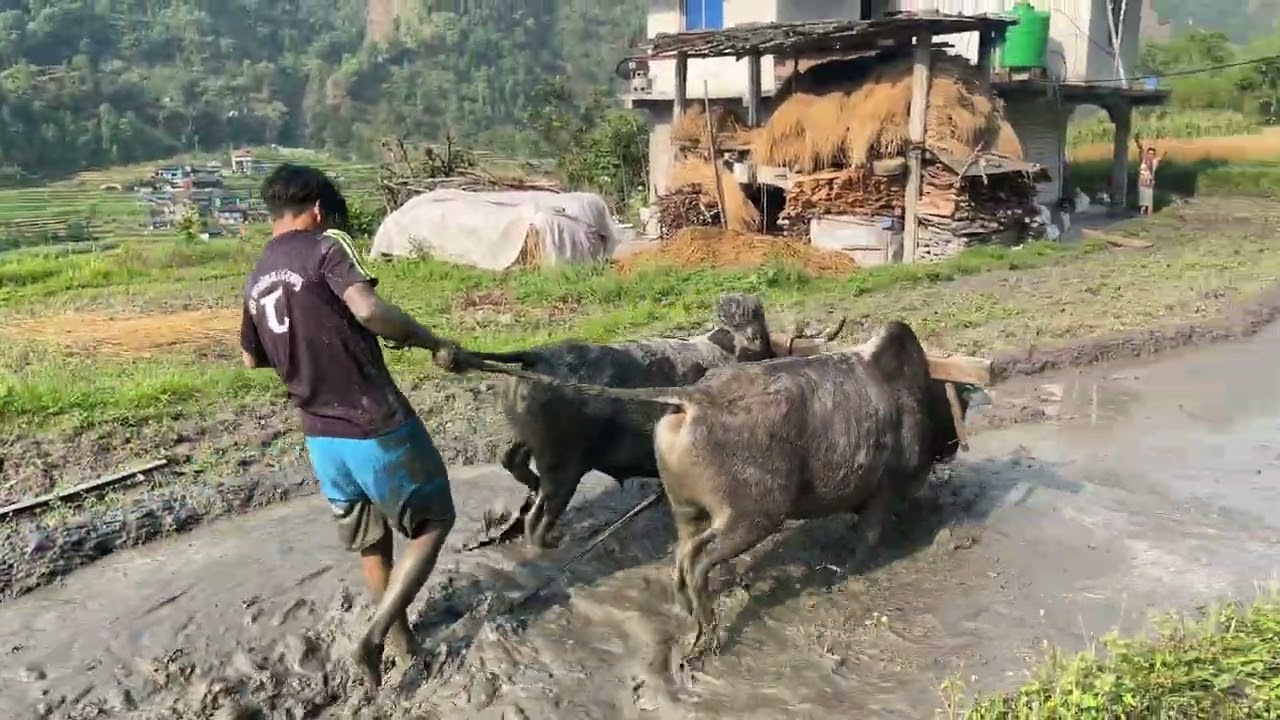 Kasto dukha dinxa ho yo goru le||sujan roka magar