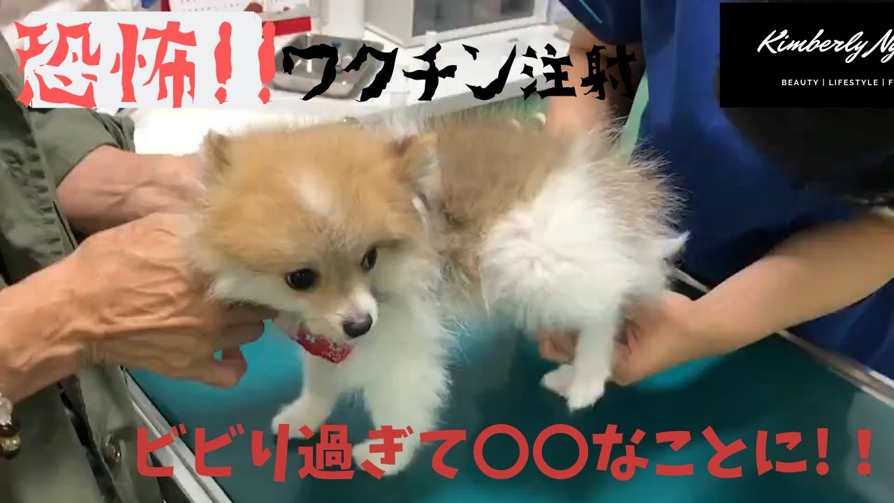 【ポメラニアン】恐怖！ワクチン注射にビビりまくり…