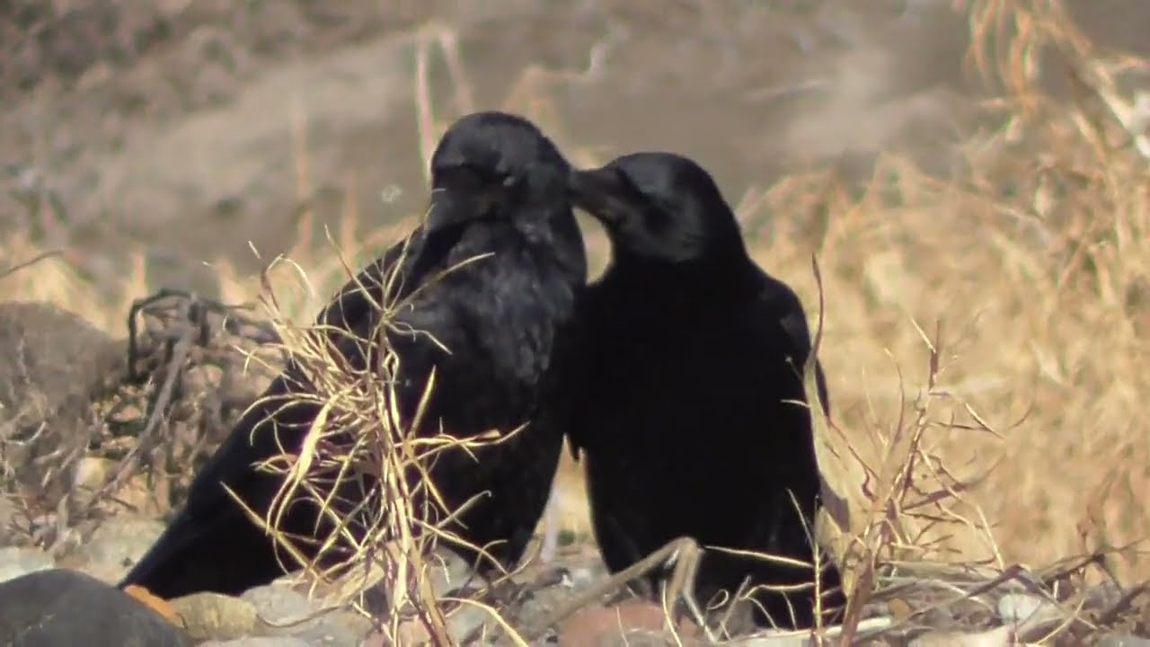 J0224　大分川　モンの毛づくろいをするアオイ（ハシボソガラス）Oita River　AOI Grooming a MON (Wild Carrion Crow)