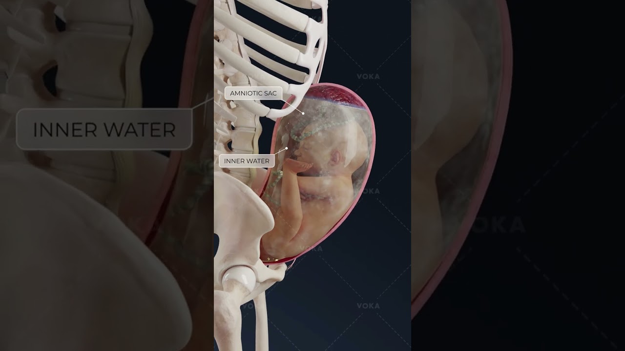 &iquest;Qu&eacute; es la presentaci&oacute;n pod&aacute;lica y por qu&eacute; es importante reconocerla a tiempo? Obstetricia en 3D