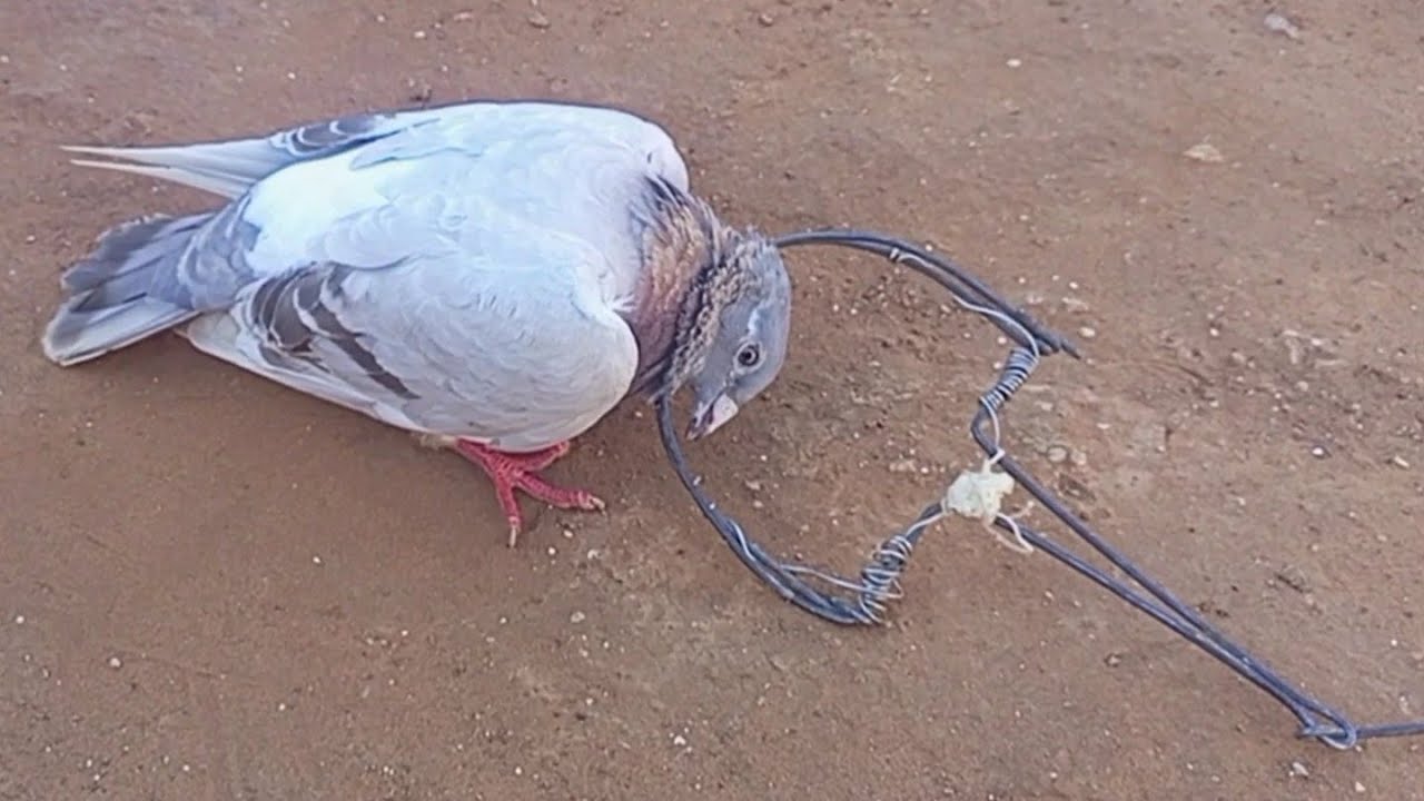 اسهل طريقة لصيد الحمام و طيور  بالفخ بسيط وفعال Pigeon trap Hunting