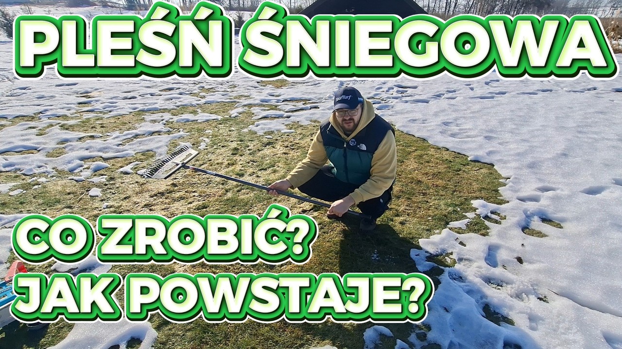 PLEŚŃ ŚNIEGOWA - Jak zwalczyć? Co zrobić wiosną, aby pozbyć się tej choroby nie niszcząc TRAWNIKA