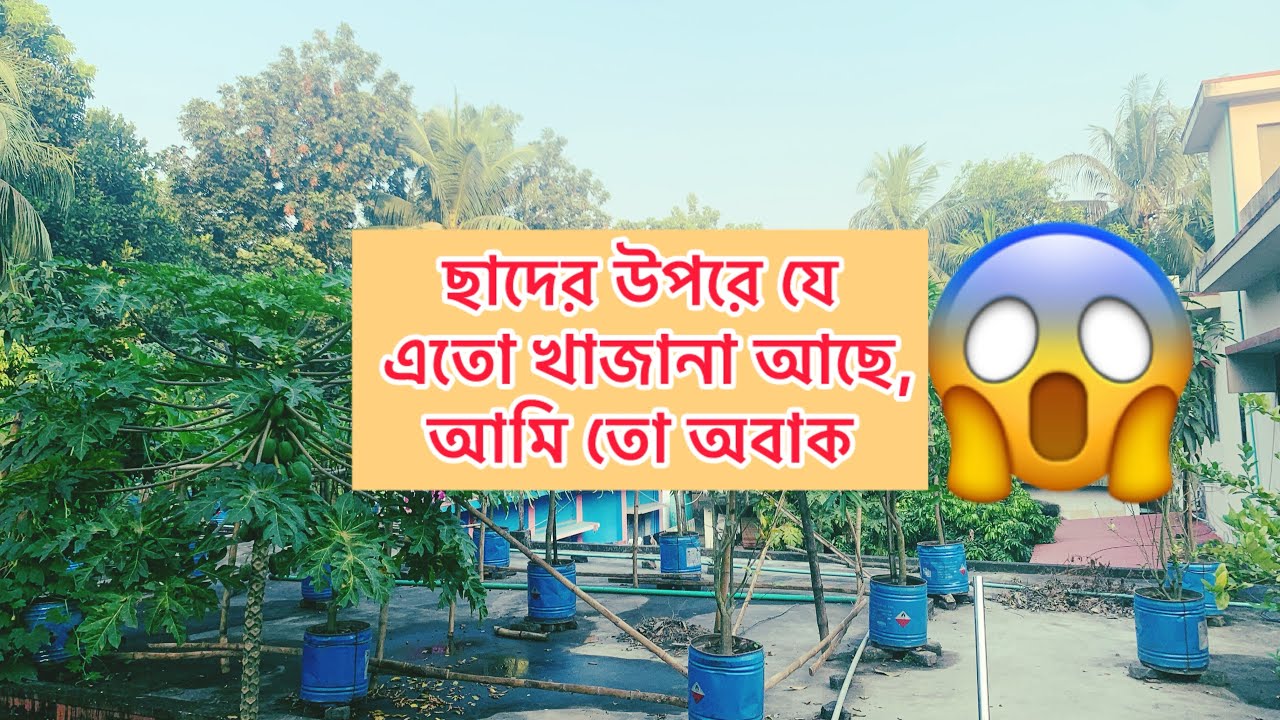 অনেক দিন পর ছাদে উঠে আমি অবাক হয়ে গিয়েছি।। I was surprised to get up on the roof after a long time