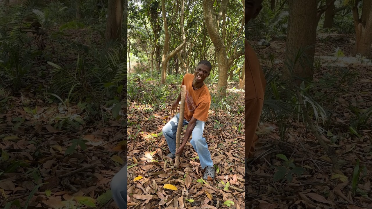Arthritis and joint pains treatment with Sida acuta  #outdoors #tricks #survival #bushcraft #Mandiya
