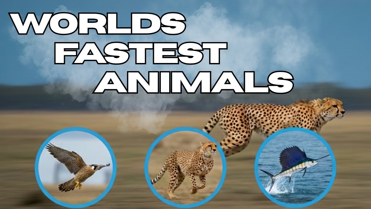 Worlds Fastest Animals On The Planet Top 10 Count Down E.I.D.
