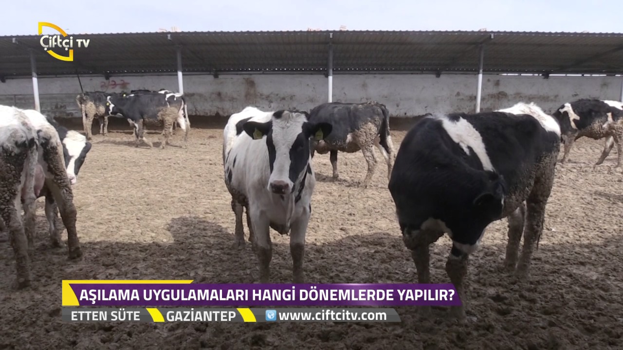 Etten Süte - Şap Hastalığı İle İlgili Bilgiler / Gaziantep