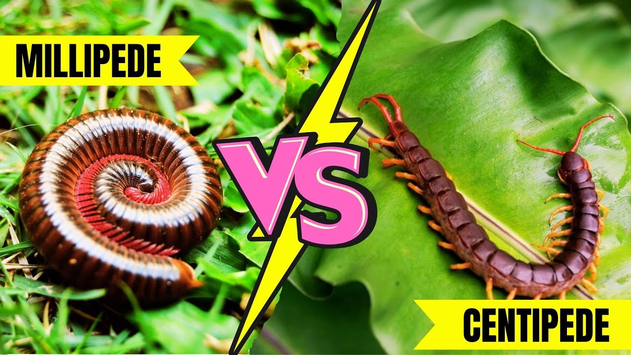 Centipede vs Millipede | What's the REAL Difference?