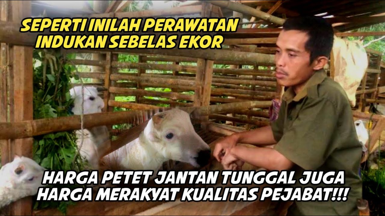 PERAWATAN BETINA DOMBA GARUT BESERTA HARGA ANAKAN DOMBA GARUT