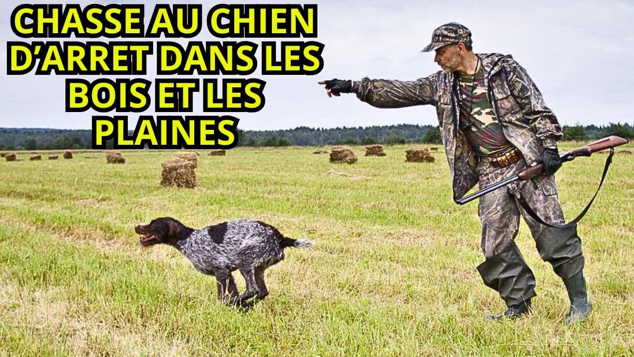CHASSE AU CHIEN D'ARRET DANS LES BOIS ET LES PLAINES