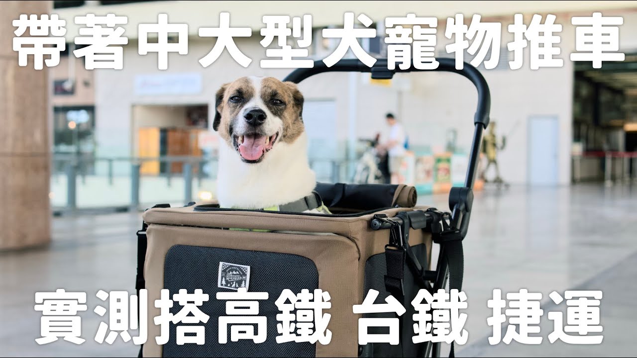 這次還會被攔下嗎？中大型犬寵物推車🚄上高鐵台鐵捷運實測！feat:ibiyaya-超米號pro