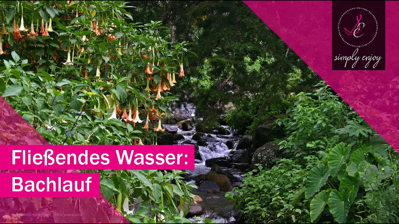 💦Vogelgezwitscher & Wassergeplätscher - Eine entspannende Kombination🐦